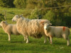 “Rail Baltica” tuvumā atrodas piecas lopkopības saimniecības